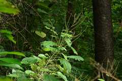 Boehmeria platyphylla